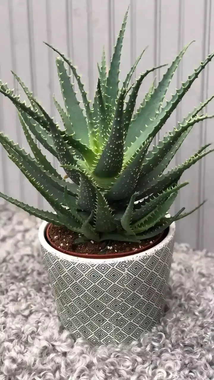 Five Best Indoor Plants For Bedroom