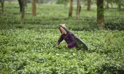 Sri Lankan president underscores need to promote Ceylon tea brand