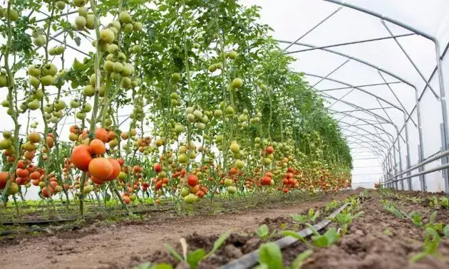 Punjab Sees Significant Growth in Horticulture Under CM Manns Leadership
