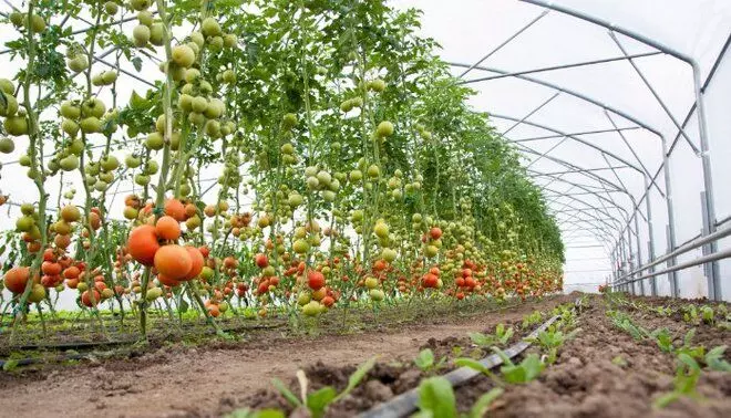 Punjab Sees Significant Growth in Horticulture Under CM Manns Leadership Punjab Sees Significant Growth in Horticulture Under CM Manns Leadership