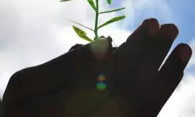 Defence Ministry to launch tree plantation drive on Independence Day