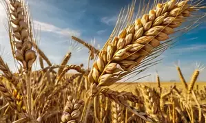 Himachal Pradesh to procure chemical-free wheat, maize at high price