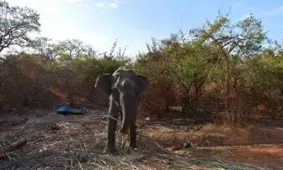 Sri Lanka expects significant increase in tourists visiting nature reserves in 2024