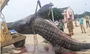 Andhra fishermen catch giant fish