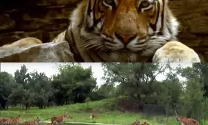 Global wild tiger population sees notable increase: WWF