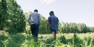 New Zealand farmers suffer low confidence due to high cost New Zealand farmers suffer low confidence due to high cost