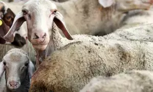 Greece on alert after outbreak of small-ruminants plague