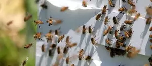 42 students hospitalized following wasp attack in Sri Lankas eastern province