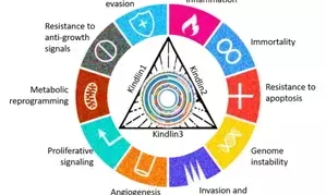 Kindlins: A potential key in cancer treatment strategies