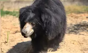 Farmer injured in bear attack in Kashmir village
