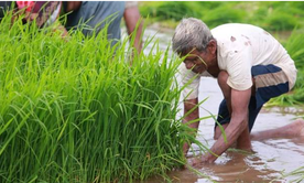 Over 7 mn hectares of Kharif crops sown in Gujarat due to timely rain: Agriculture Minister