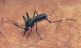 Romania reports new West Nile virus case