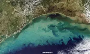 Record-breaking dead zone threatens Gulf of Mexicos marine life