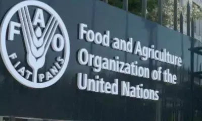 World food prices decline modestly in July: FAO