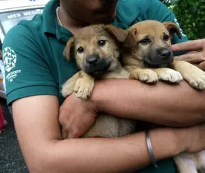 At landslide-ravaged Wayanad, help comes for animals too