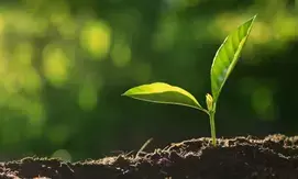 Green Tamil Nadu Mission readies 50K seedlings; invites public, NGOs, others for planting