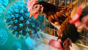 16-year-old Cambodian girl tests positive for bird flu 16-year-old Cambodian girl tests positive for bird flu