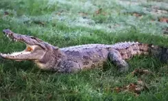 Doctor killed in crocodile attack in Australia