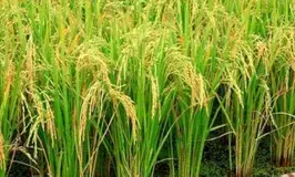 Haryana announces 20 pc hike in commission for arthiyas’ for paddy