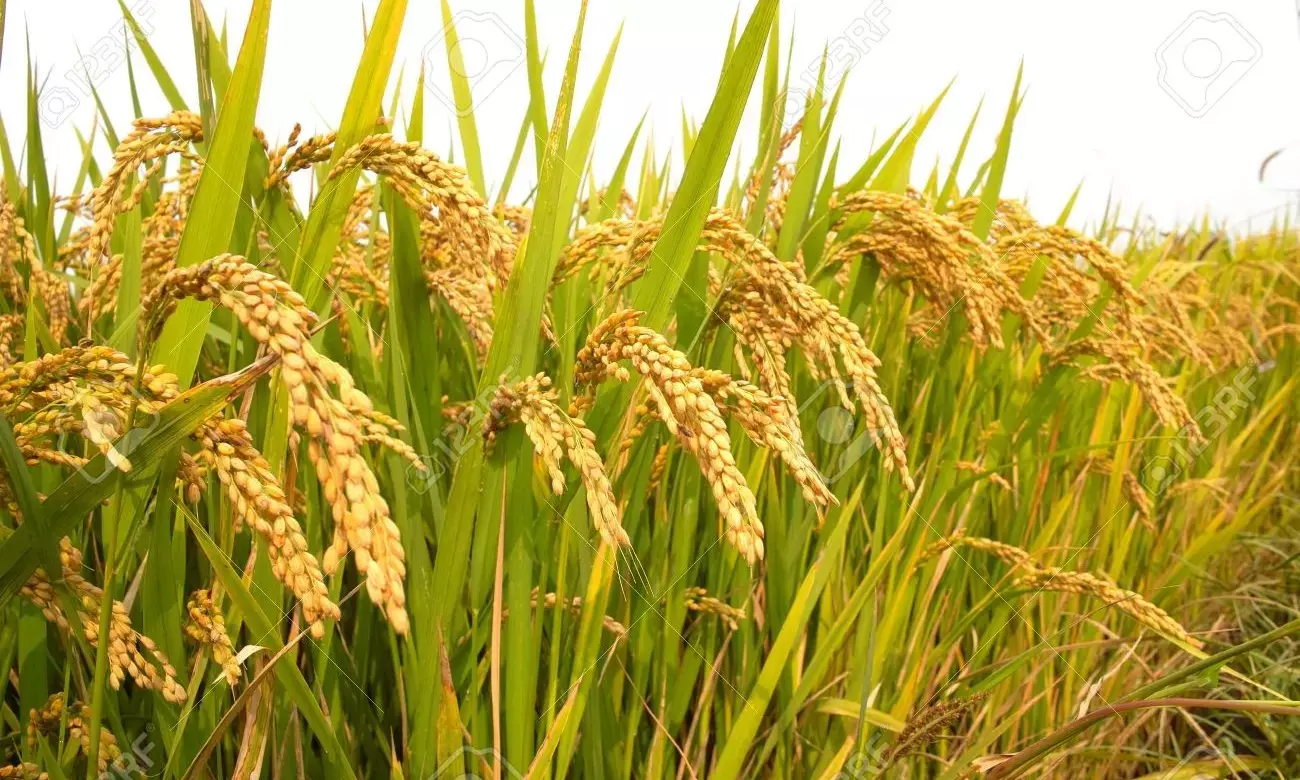 Pradhan Mantri Fasal Bima Yojana Achieves Record Coverage, 98% Claims Paid