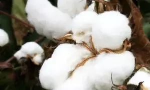 Bt cotton yielded high income for farmers: Union Minister