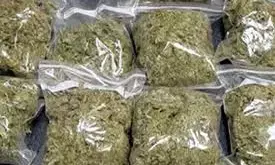 Over 760 kg ganja worth crores seized in Gurugram