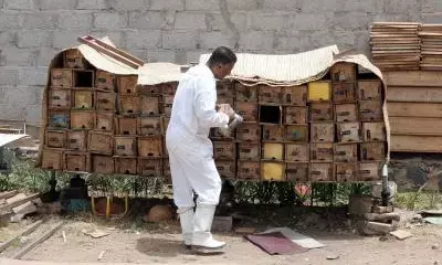 Civil war threatens Yemens prestigious honey industry
