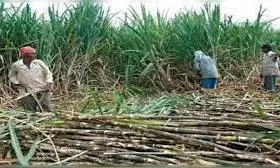 Area under cash crops in India has gone up: Minister