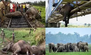 India lost 200 elephants in train accidents in 10 years: Wildlife SOS