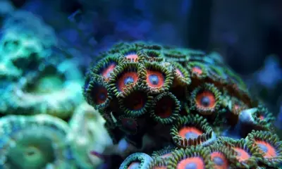 TN Forest dept to sensitise fishermen on marine species rescue operations