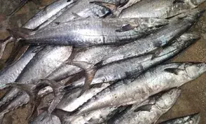 Himachal produces 21,022 metric tons of fish