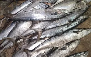 Himachal produces 21,022 metric tons of fish