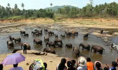 Compassion, joy in Pinnawala elephant orphanage in Sri Lanka