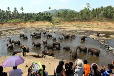 Compassion, joy in Pinnawala elephant orphanage in Sri Lanka
