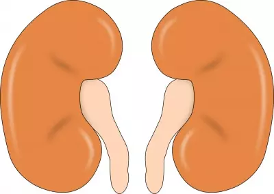 Rising kidney disease demands urgent focus on organ donation: Experts