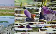 Centre adds 3 more bird sanctuaries to Ramsar List; India’s wetlands rise to 85