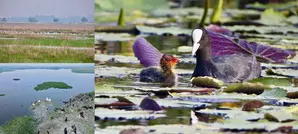 Centre adds 3 more bird sanctuaries to Ramsar List; India’s wetlands rise to 85