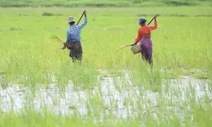 Nearly 1 million acres of monsoon paddy affected by floods in Myanmar