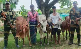 Two cattle smugglers arrested, 11 cattle heads seized along Indo-B’desh border