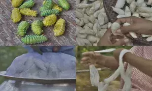 Assams vegan Eri Silk gets coveted Oeko-Tex tag in big win for Northeast