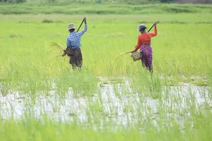 Nearly 1 million acres of monsoon paddy affected by floods in Myanmar
