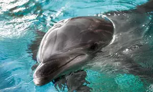 Cambodia records 3rd rare Mekong river dolphin death in gillnet in 2024