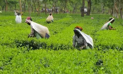 Assam to promote tourism at tea gardens: Sarma