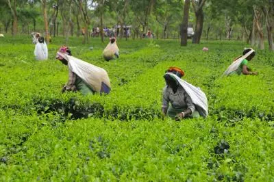 Assam to promote tourism at tea gardens: Sarma