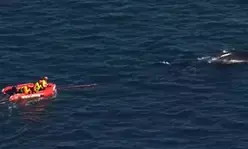 Rescuers working to free entangled whale in Sydney Harbour