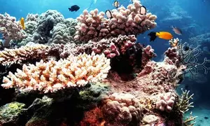 Australian PM commits new funding for Great Barrier Reef Aquarium Australian PM commits new funding for Great Barrier Reef Aquarium