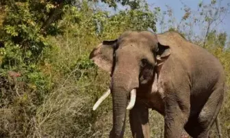 Man trampled to death by wild elephants in Andhra