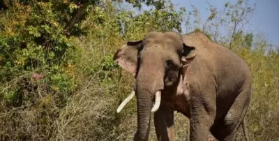 Man trampled to death by wild elephants in Andhra