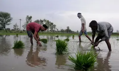 Area under kharif crop increases to Rs 1,065 lakh hectares amid  better monsoon