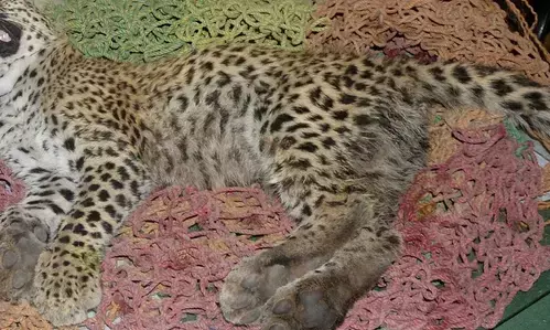 MP: Namibian Cheetah dies at Kuno National Park